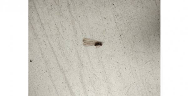 花裡生蟲怎麼辦 , 菸蒂和韭菜 , 可以有效去除 花裡生蟲怎麼辦 , 菸蒂和韭菜 , 可以有效去除