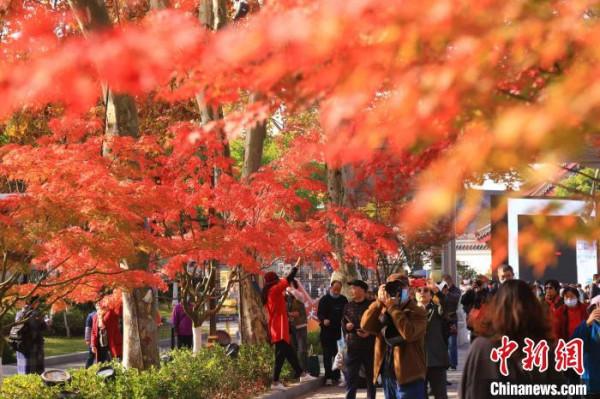 南京棲霞山層林盡染如詩如畫