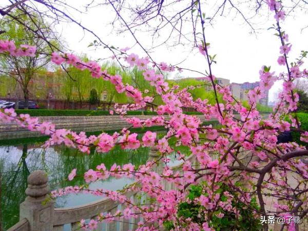 七律 十里桃花酒