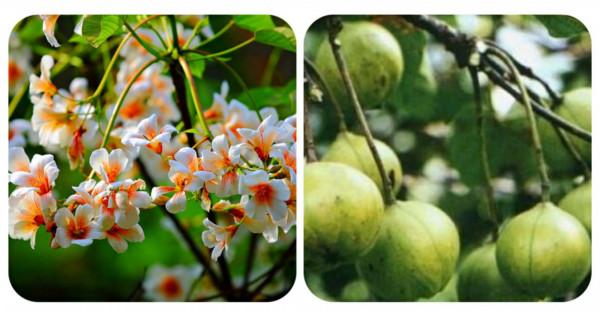 100種有毒的花和果，生活中很常見，出門要小心，避免受傷害