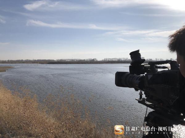 「短影片」關注大天鵝甘肅越冬：“呆萌 好動 浪漫”原來你們是這樣的大天鵝