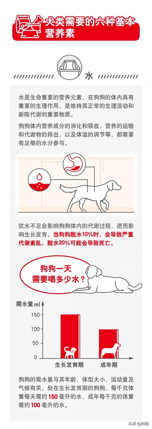 犬類需要的營養素有哪些？