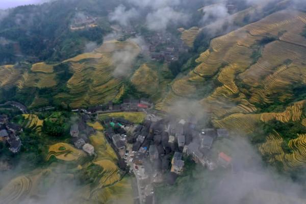 廣西龍脊梯田:雨後雲霧如畫 廣西龍脊梯田:雨後雲霧如畫