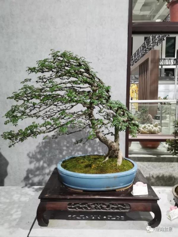 盆景的奧秘在於（動靜等觀）