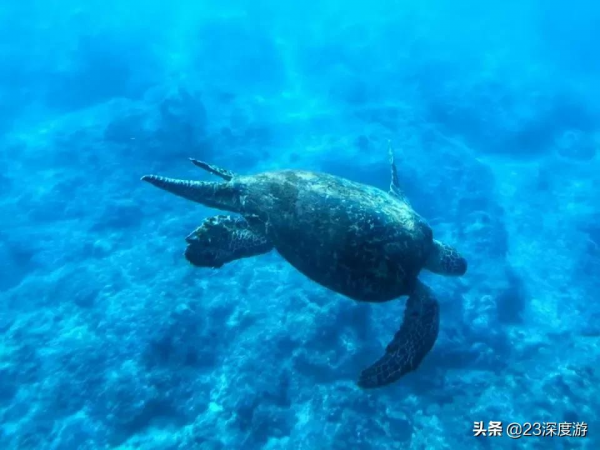 不會游泳也可以去找小丑魚跳海草舞！盤點全球可以坐潛水艇的景點