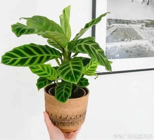 臥室養4種花，一覺睡到天亮，養人養身心