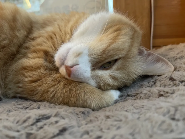 糟糕,鬍子太搶戲了 糟糕,鬍子太搶戲了