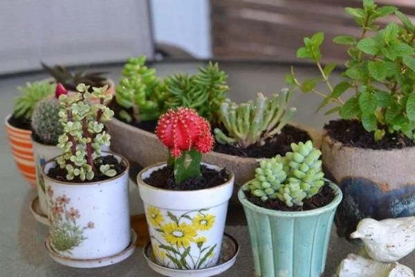 冬天養“多肉”，4件事是“關鍵”，做對了，肥嘟嘟顏色豔麗