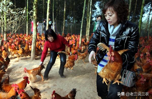 老鼠一夜咬死85只小雞，雞場老闆用這三招，老鼠永遠不再來，厲害