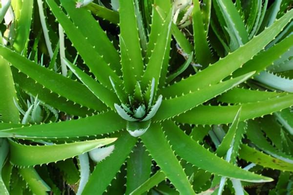 3種“植物氧吧”，家裡養幾盆，晚上造氧氣，空氣清新睡覺香