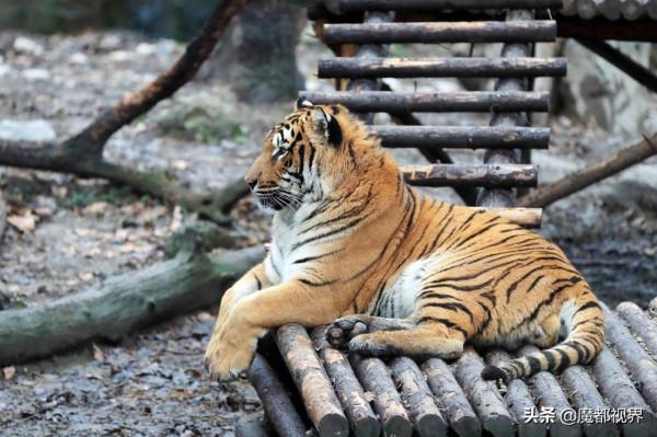 虎頭虎腦 虎虎生威 這波老虎表情包值得擁有