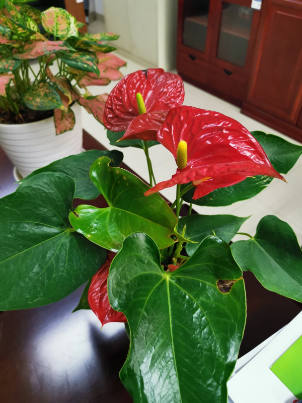 喬遷宴不知道送啥？選擇這5種花，好養好看好寓意