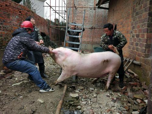 網友問:農民還可以自己殺年豬嗎?《生豬屠宰管理條例》給出答案 網友問:農民還可以自己殺年豬嗎?《生豬屠宰管理條例》給出答案