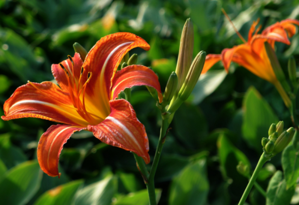 “越漂亮的花越有毒”!認識11種“有毒植物”,遠離危害 “越漂亮的花越有毒”!認識11種“有毒植物”,遠離危害