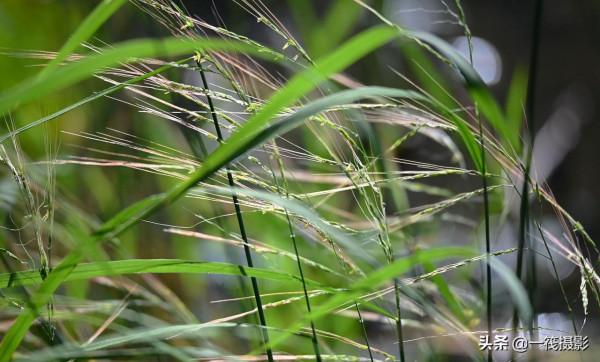 湖邊，這隻黃胸鵐正吃著野生稻種子