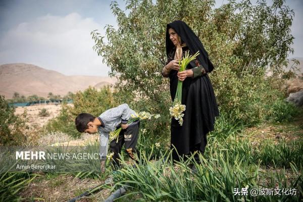 伊朗冬日波斯水仙盛開