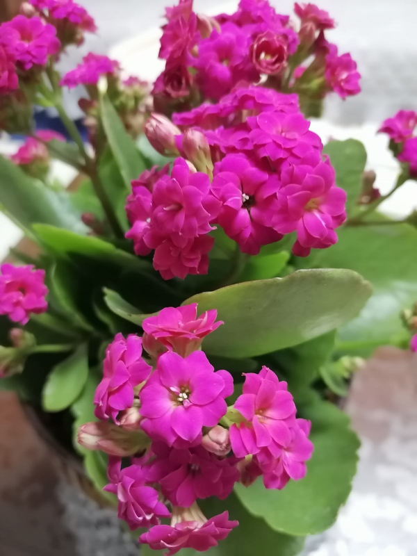 買之前嫌棄的不行，買之後開花顏值超高，這6種花越養越上癮