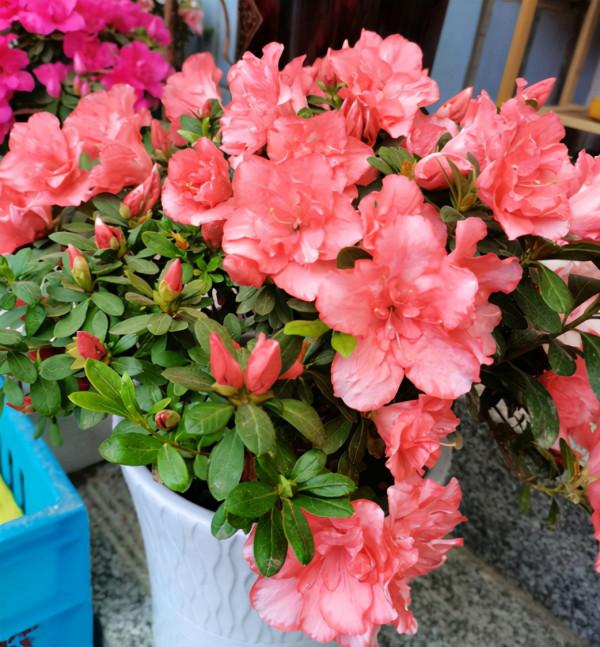 家庭養花養不好?如果記住3句“口訣”,新手養花都沒難度 家庭養花養不好?如果記住3句“口訣”,新手養花都沒難度