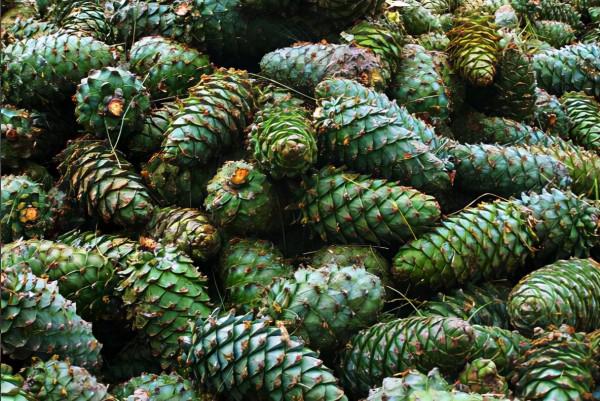 沒有薯片、曲奇和可口可樂,卻讓人感到滿足,記憶中的東北年夜飯 沒有薯片、曲奇和可口可樂,卻讓人感到滿足,記憶中的東北年夜飯