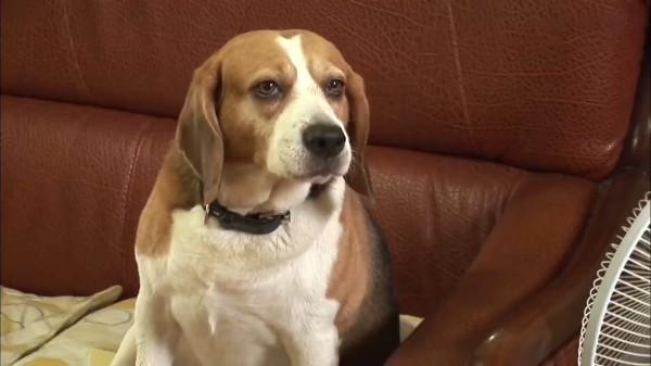 比格犬碰了小貓崽,被貓媽媽一天打八次,嚇到渾身發抖 比格犬碰了小貓崽,被貓媽媽一天打八次,嚇到渾身發抖