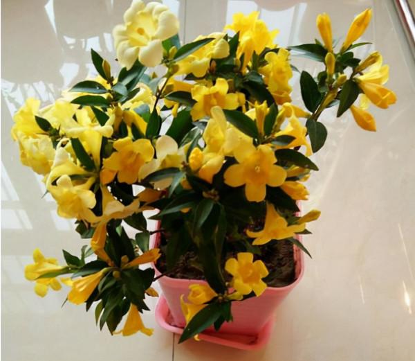 六種漂亮花，越“冷”越開花，吉祥又大氣，建議養一盆