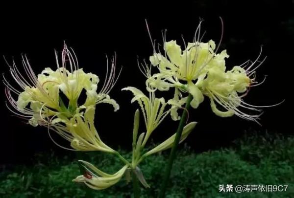 世界十大最稀有的花：