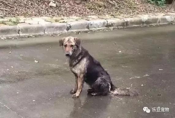 小兒趣味語錄之“狗狗的心靈美”