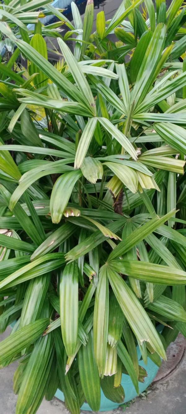 《嶺南植物園/棕竹》 《嶺南植物園/棕竹》