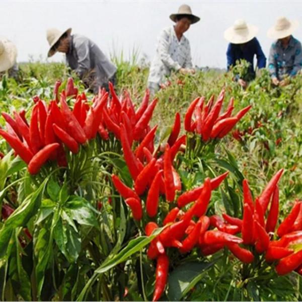 小辣椒，大產業。2022年朝天椒種植面積是多還是少？