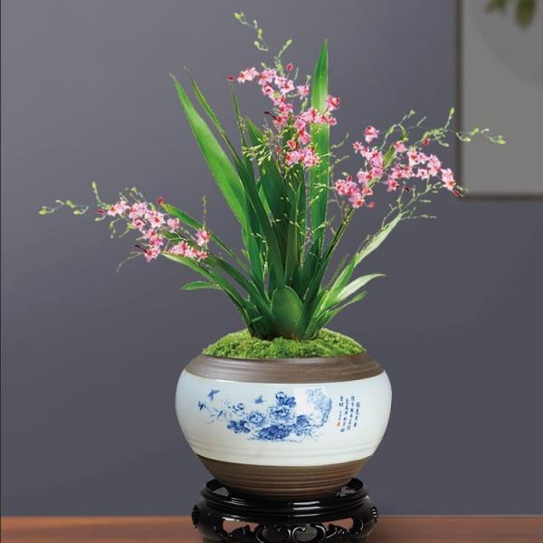 8種&OpenCurlyDoubleQuote;矯情&rdquo;年宵花，幹不得，澆不得，十有八九養不好