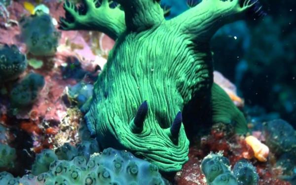 可愛呆萌的海兔，美出天際的海兔——海兔大全