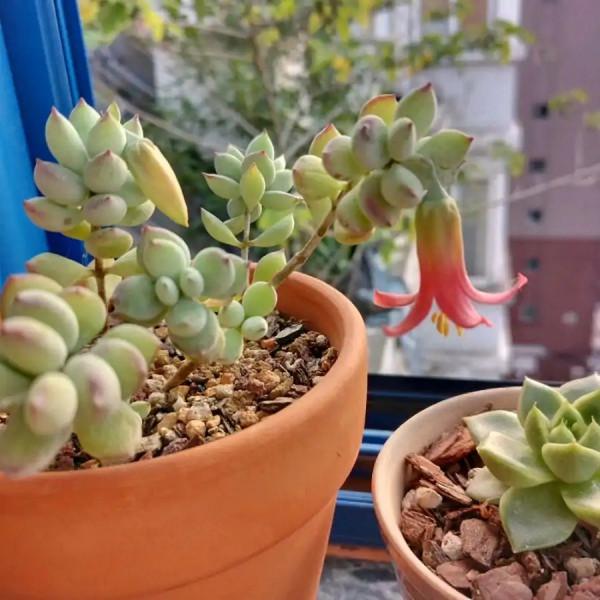 100種常見多肉圖鑑，比花還美，你認識幾種？