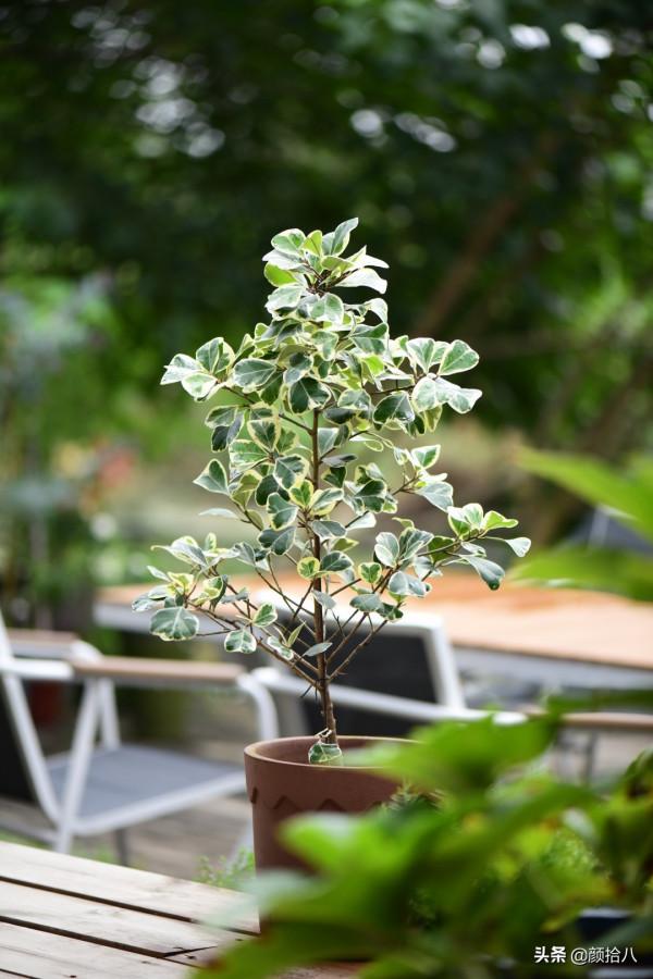 綠色背景牆的角落，聞著番木瓜花的香味賞月啦 | 園丁