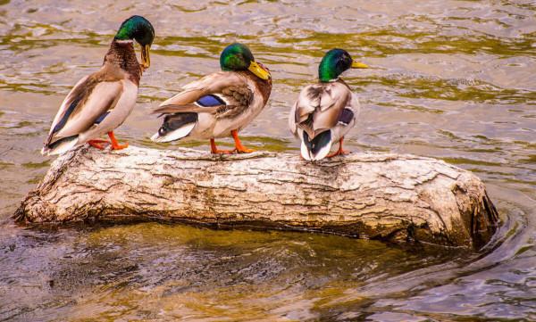什麼鳥飛得最高？盤點世界上飛得最高的10只鳥