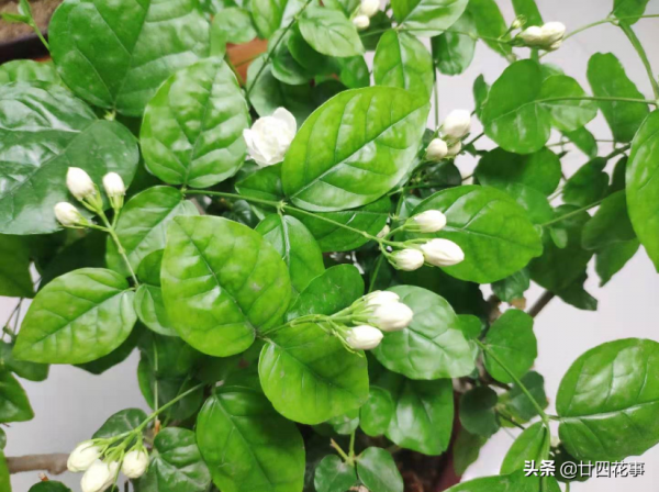 進入12月,8種花容易爛根黃葉,要控水斷肥,不注意過不了冬 進入12月,8種花容易爛根黃葉,要控水斷肥,不注意過不了冬