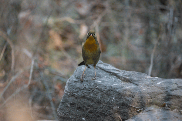 紅嘴相思鳥來北京植物園越冬