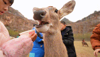 多圖預警｜鹿島公園&amp;趣玩萌寵節今日盛大開放