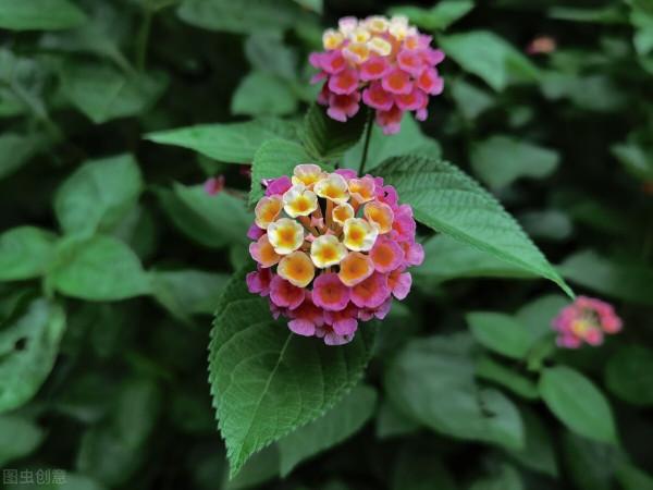 免疫力低的人，儘量少養5種花，瞭解一下有好處