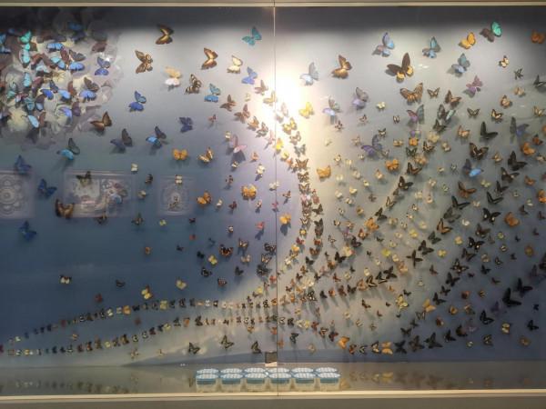 深秋的蝴蝶 深秋的蝴蝶