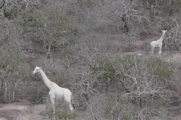 30張活久見的照片，消防員給昏迷的狗做人工呼吸，猩猩戴墨鏡耍酷