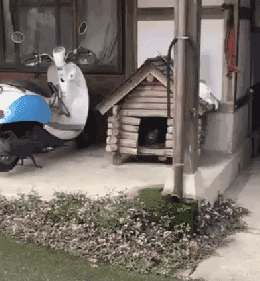 當社交NB症小貓咪進家後…主人：我造了什麼孽啊