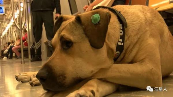 土耳其一隻流浪狗火了，它每天搭地鐵去旅行，網友贊爆