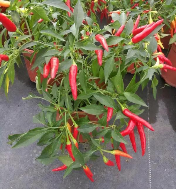 在陽臺種9種水果蔬菜，生長快，產量高，有營養，大人孩子都愛吃