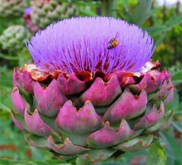 發現不一樣的花草，領悟大自然的奇妙