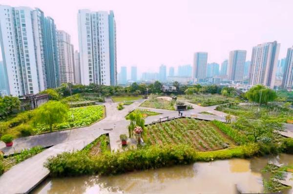 重慶奇觀,30多米高的大廈上2萬平農場熟了,公司忙著收割 重慶奇觀,30多米高的大廈上2萬平農場熟了,公司忙著收割