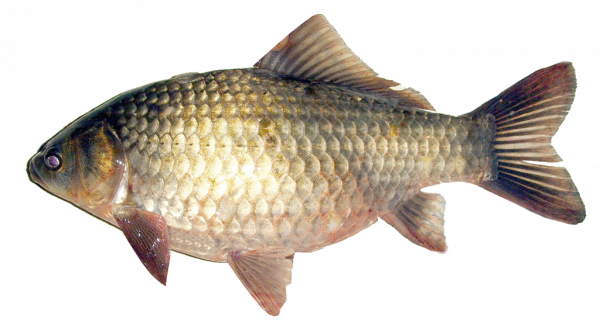 蚯蚓釣魚有何技巧？學會“調低釣高”，漂相清晰，魚都吃“死口”