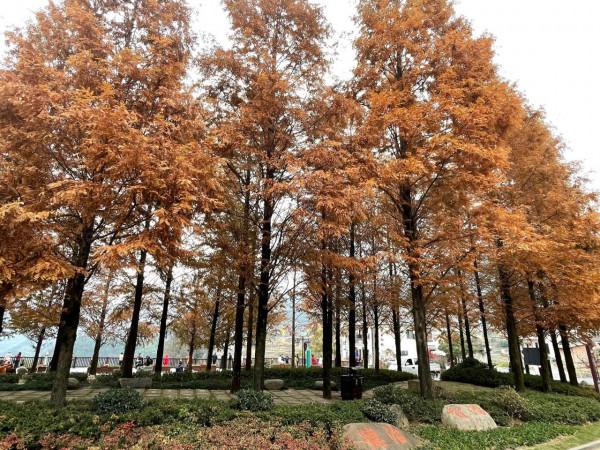 指南紅葉秋色豔