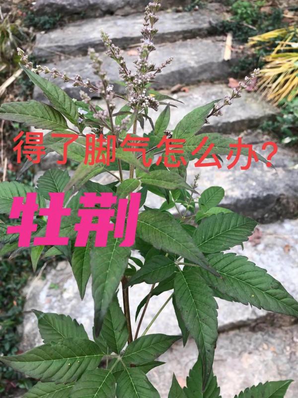 治腳氣，可以試試民間常見植物-牡荊
