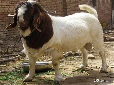 養羊八禁忌，您瞭解多少？避開這些坑，提升養羊成功率