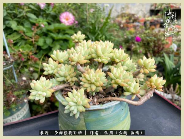 正是花好月圓時，再訪楊姐的屋頂花園